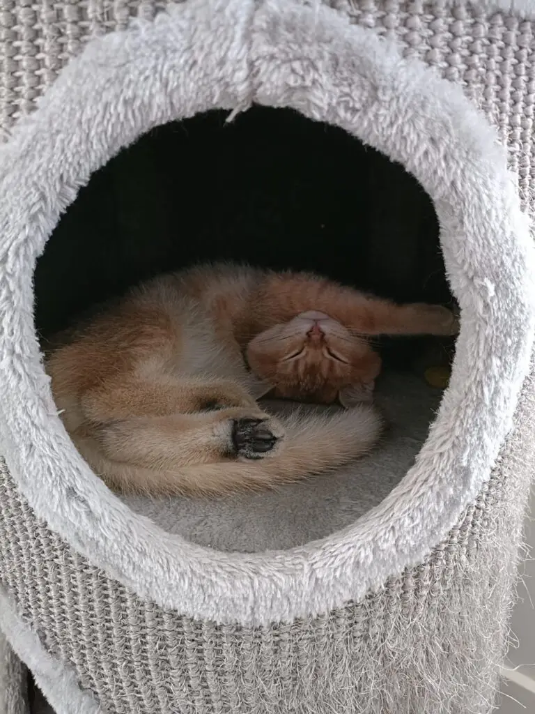 Tammy, een golden shaded kitten van Yentle. Cattery von Artoria