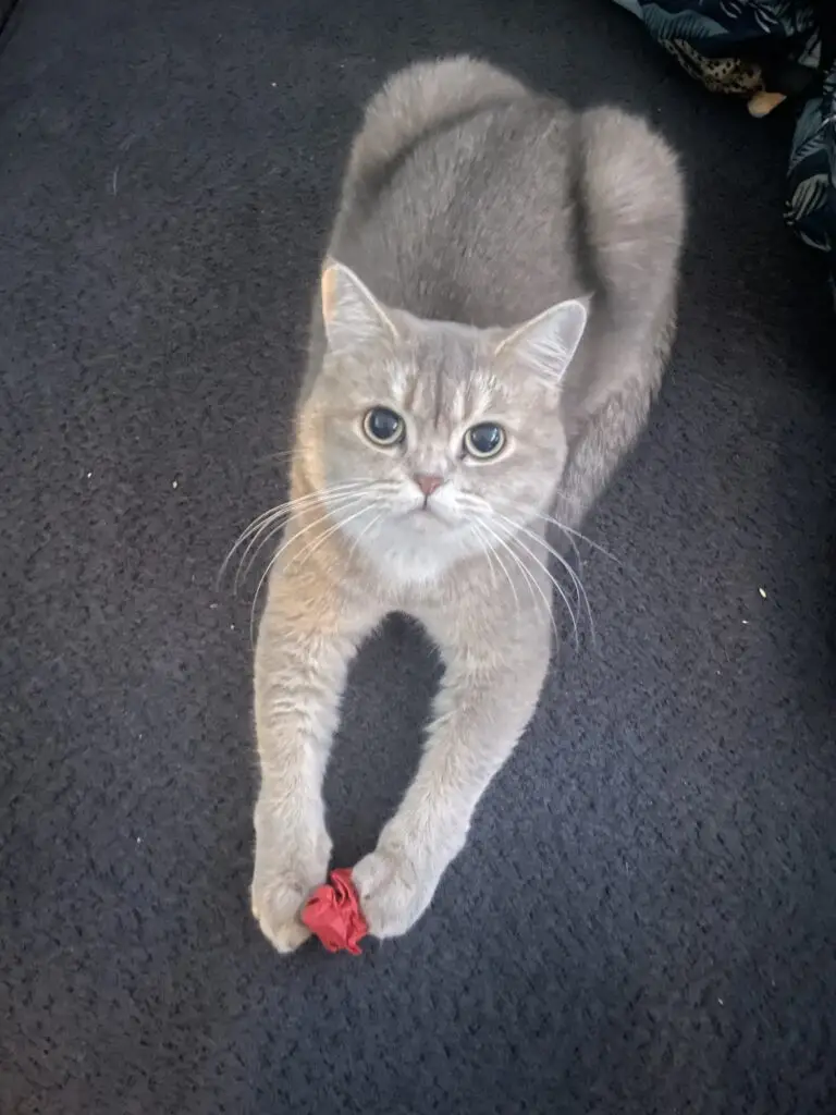 Kittenpakket – Een complete start voor je nieuwe gezinslid