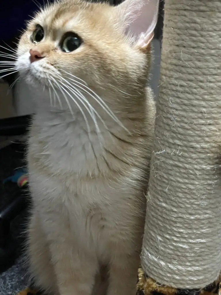 Yentle, cattery von Artoria black golden shaded britse korthaar