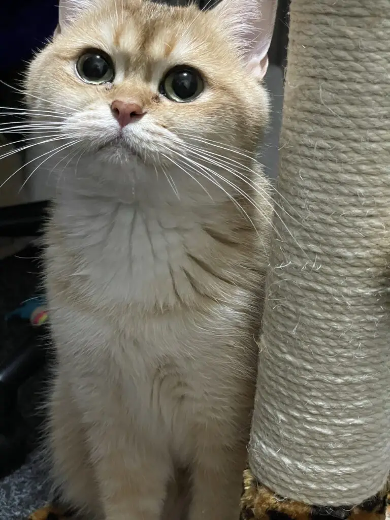 Yentle, cattery von Artoria black golden shaded britse korthaar