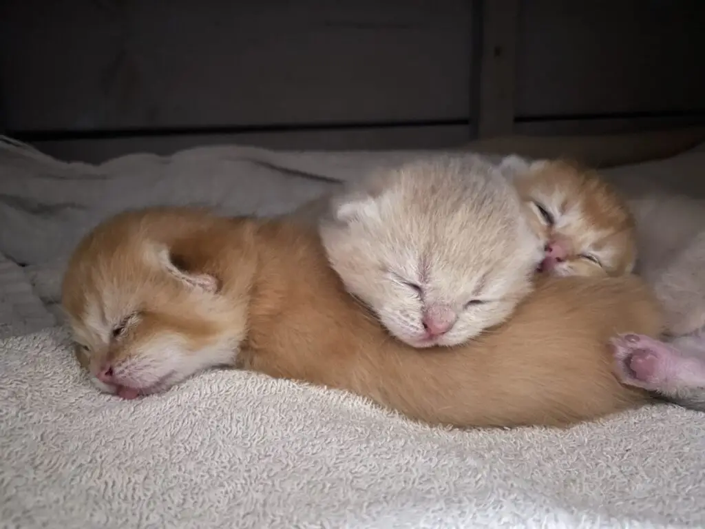 Kittens van Yentle, cattery von Artoria black golden shaded britse korthaar