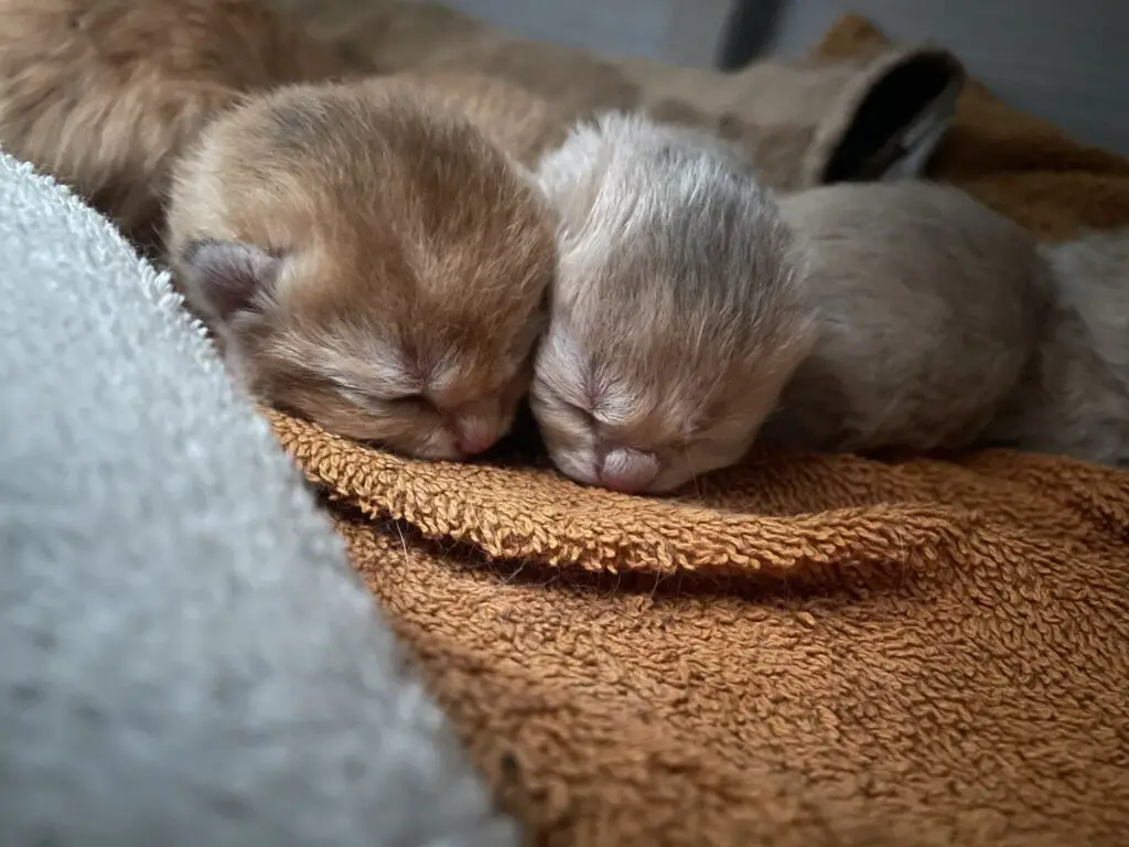 Kittens van Yentle, cattery von Artoria black golden shaded britse korthaar
