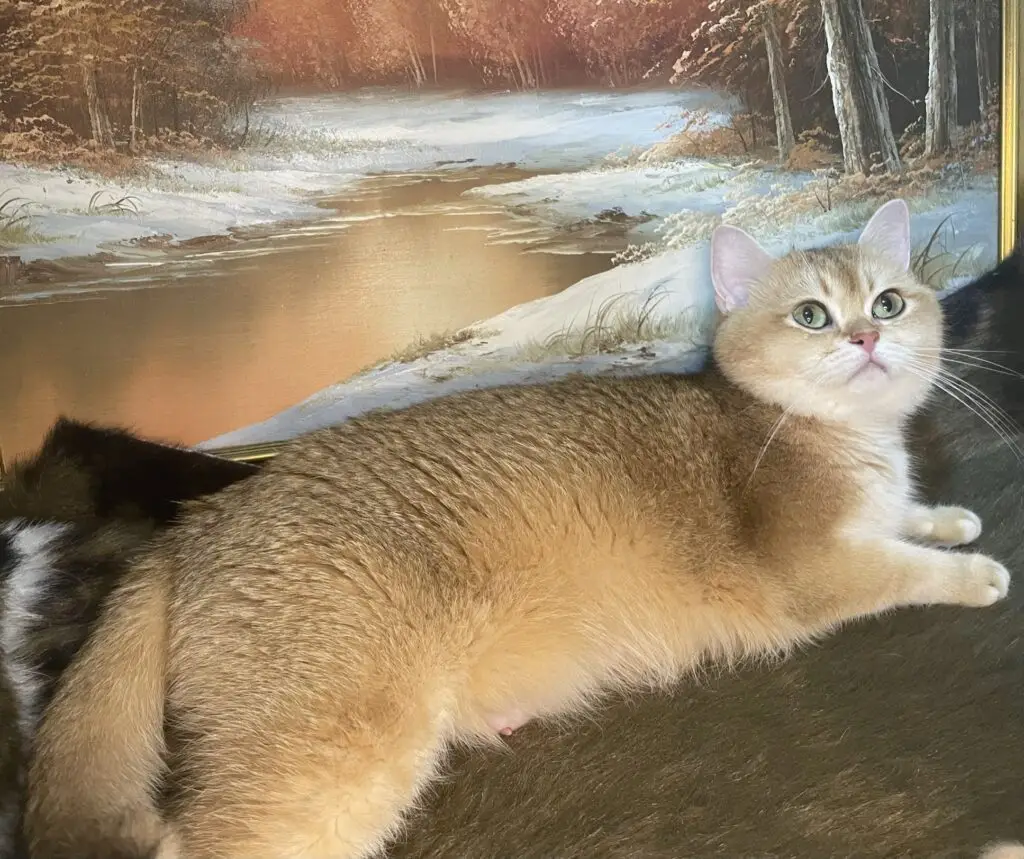 Het Karakter van de Britse Korthaar