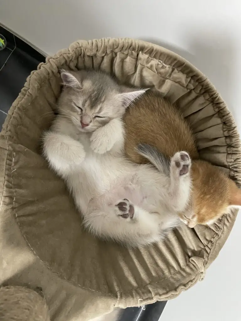 Milo, een britse korthaar kitten van Yentle. Blue golden shaded. Cattery von Artoria