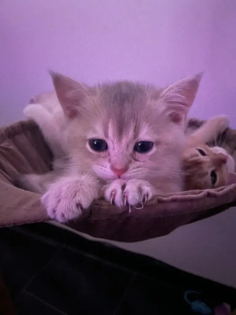 Croco, een blue golden shaded kitten van Yentle. Cattery von Artoria