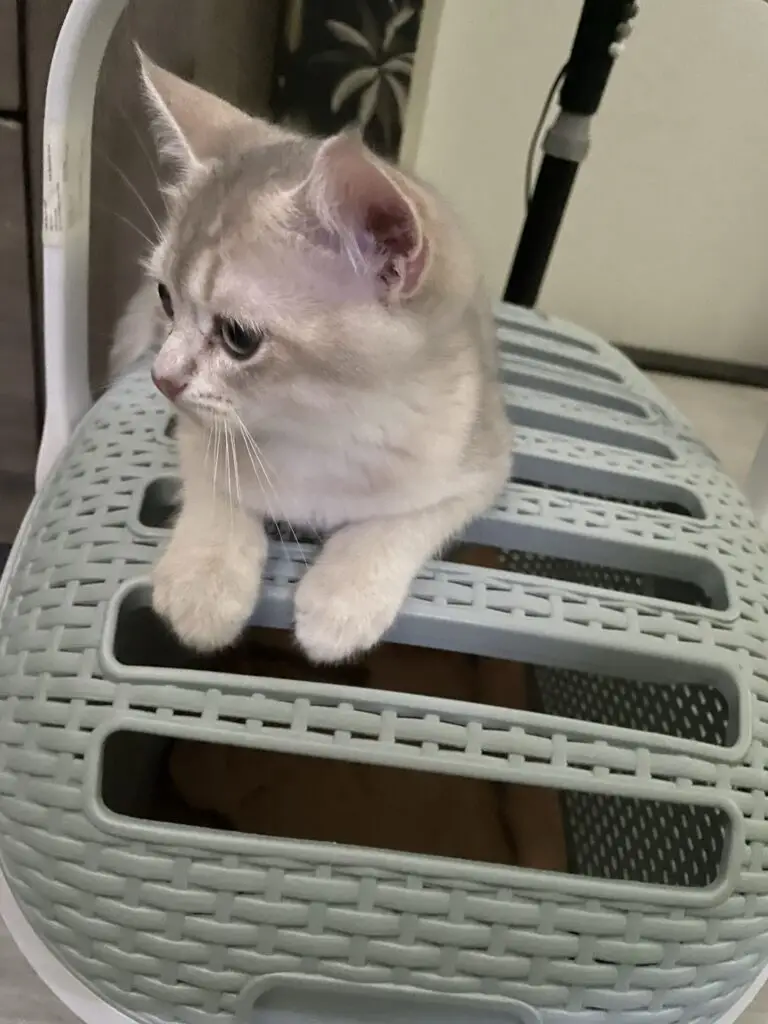Eerste controle van de kitten door de dierenarts