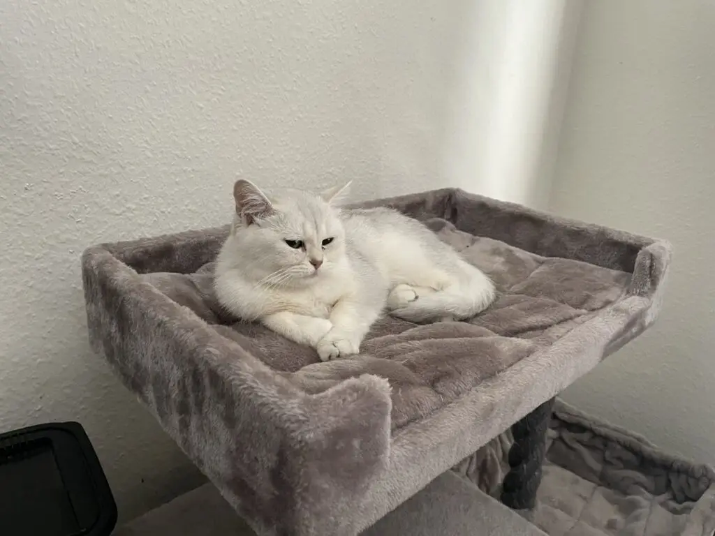 Luna, cattery von Artoria black silver shaded britse korthaar