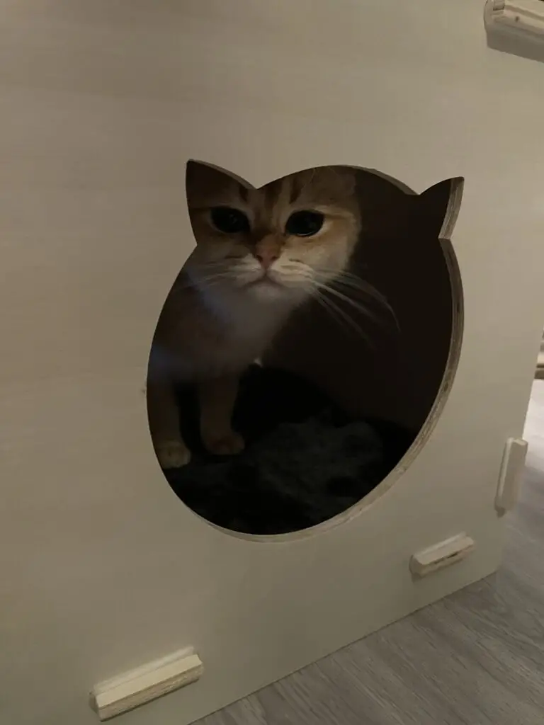 Yentle, cattery von Artoria black golden shaded britse korthaar