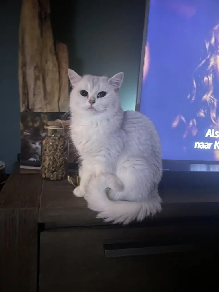 Luna, cattery von Artoria black silver shaded britse korthaar