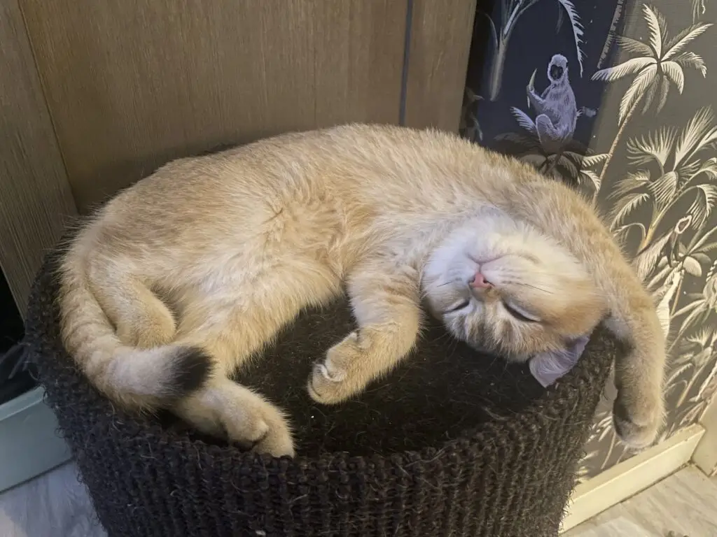 Kenmerken van de Britse Korthaar