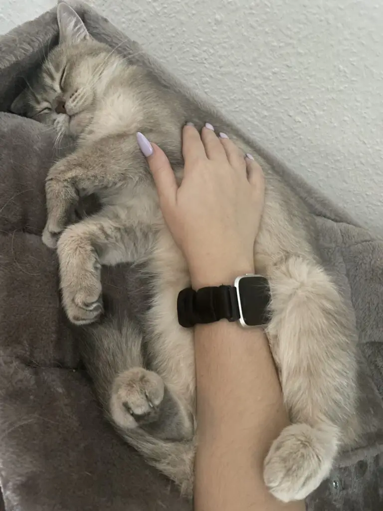 Bailey, cattery von Artoria blue golden shaded britse korthaar