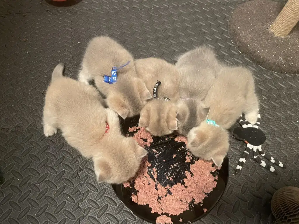 Kittenpakket – gezonde overgang op ander kittenvoer