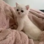 Luca, een katertje van Luna